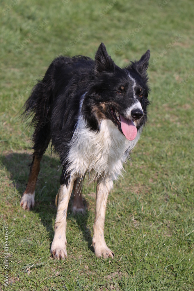 Fototapeta premium Border Collie