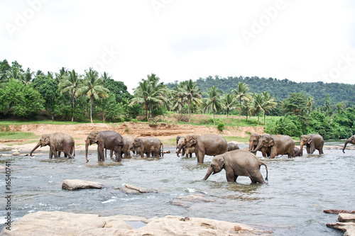 Elefanten baden im Fluss, Elefantenherde in Sri Lanka