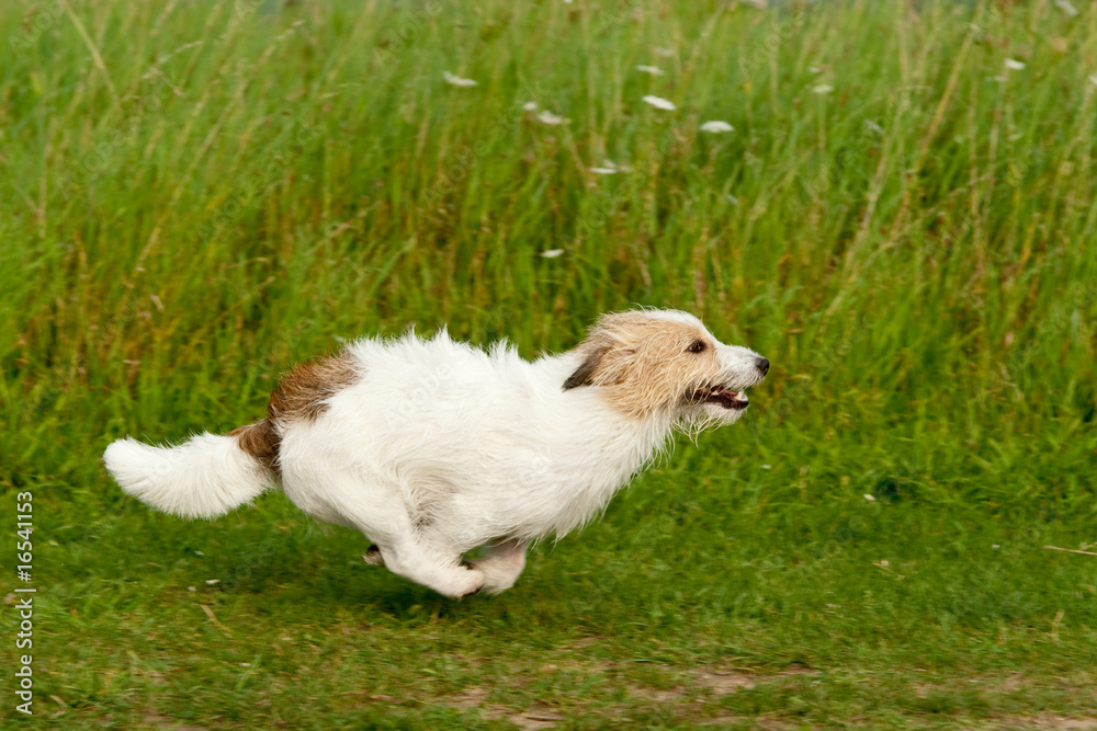 Jack Russell Terrier StockFoto Adobe Stock