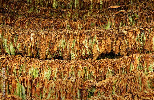 Classical way of drying tobacco