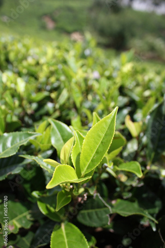 Wallpaper Mural Plantation de thé Torontodigital.ca