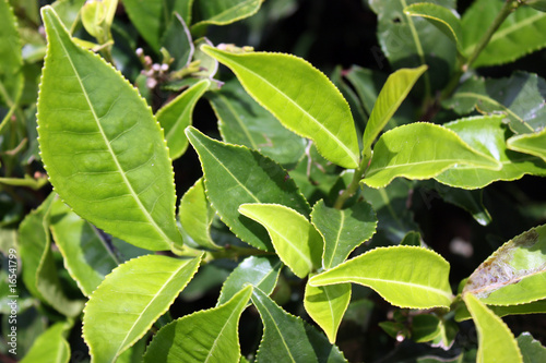 Wallpaper Mural Plantation de thé Torontodigital.ca