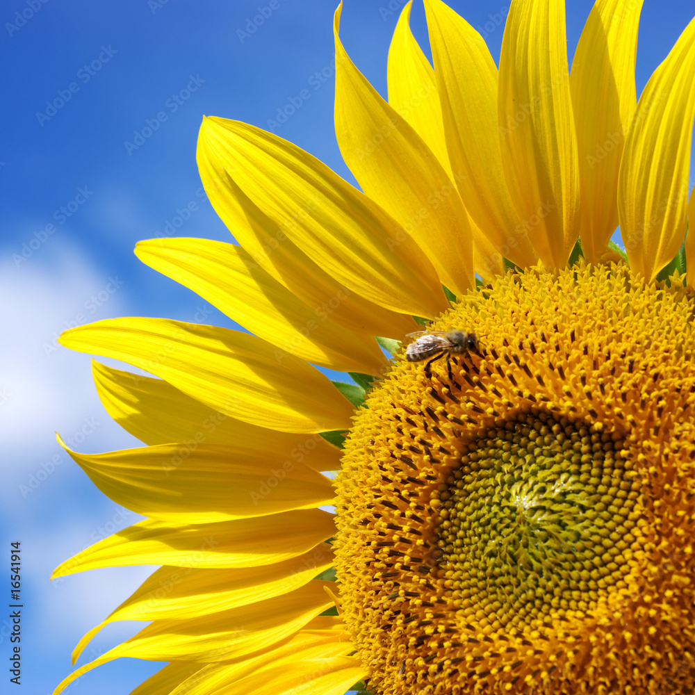 Fototapeta premium Sunflower