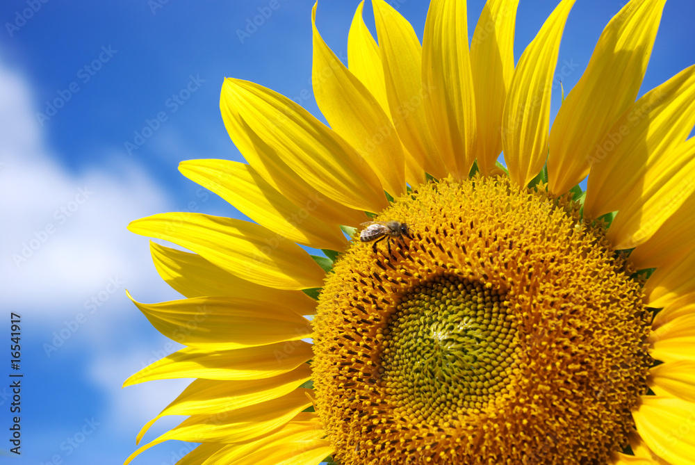 Naklejka premium Sunflower and sky