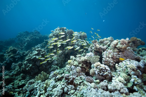 coral and fish