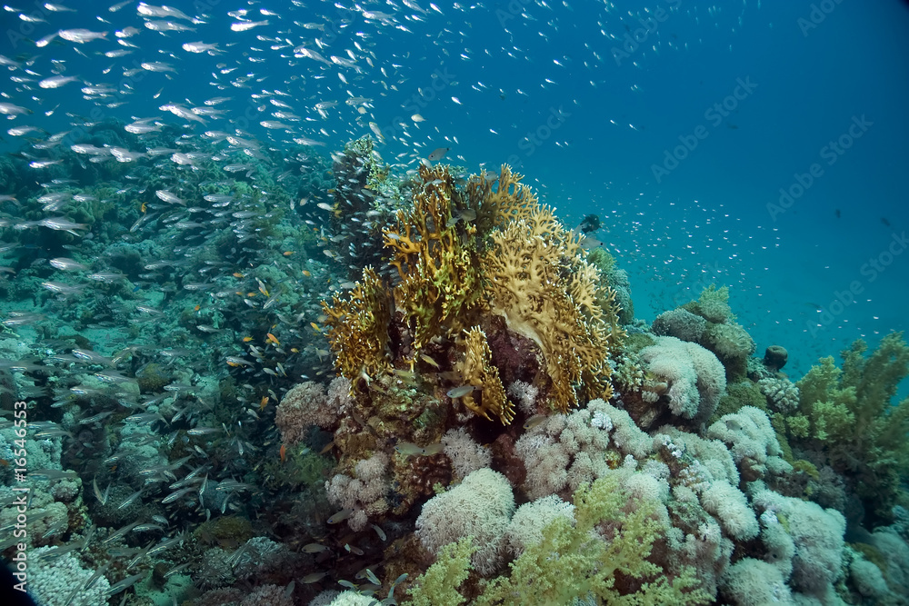 Fototapeta premium coral and fish