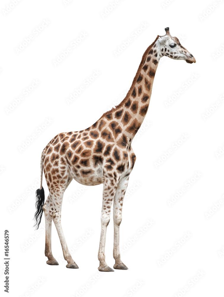 Naklejka premium Żyrafa kobieta na białym tle