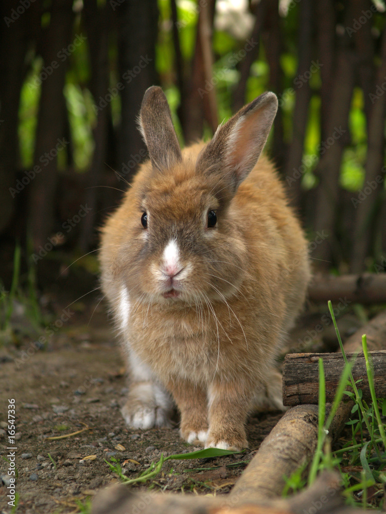 Fototapeta premium Rabbit