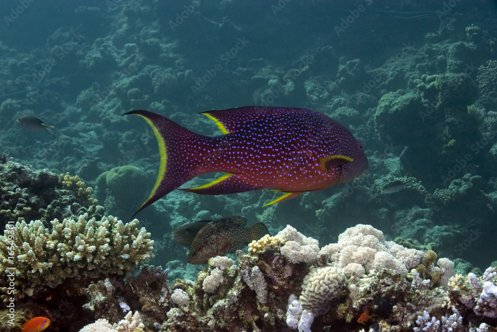 Fototapeta premium lyretail grouper