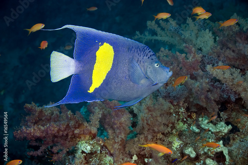 yellowbar angelfish