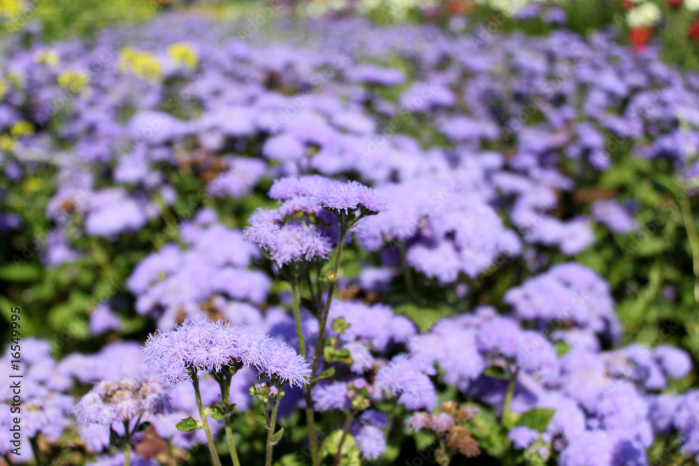 Obraz premium Blumen