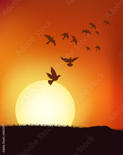 sunset birds