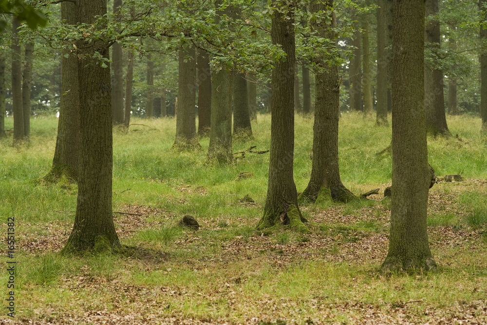 Laubwald Laubwald
