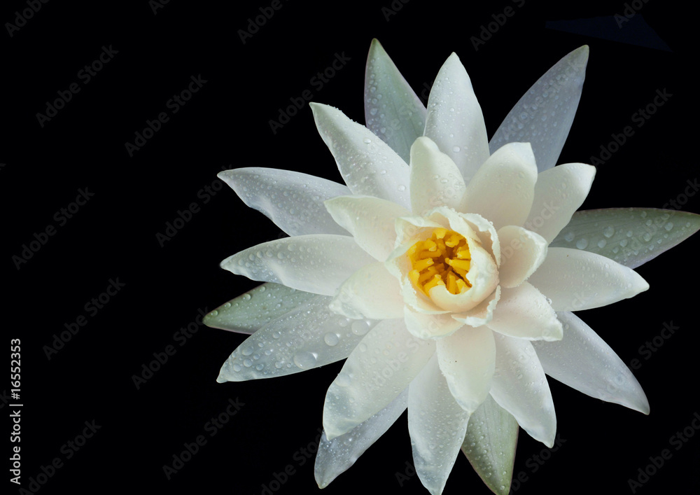 Water lily isolated on a black background Water lily isolated on a black background