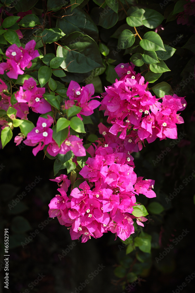 Naklejka premium flower grouping