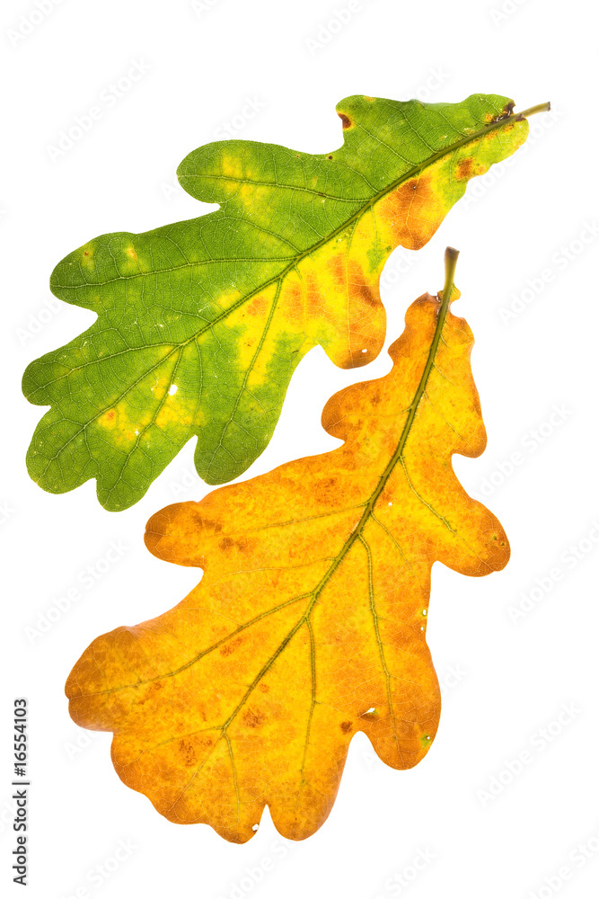 Fototapeta premium oak leaves