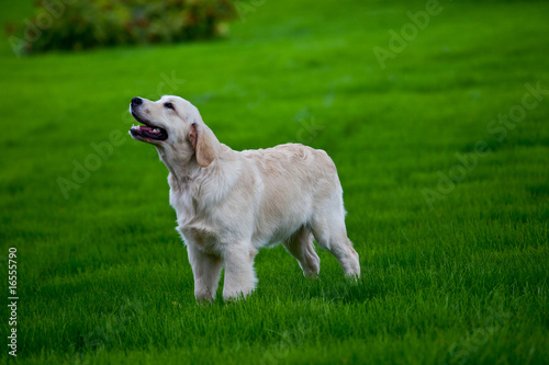 Golden retriever on green grass