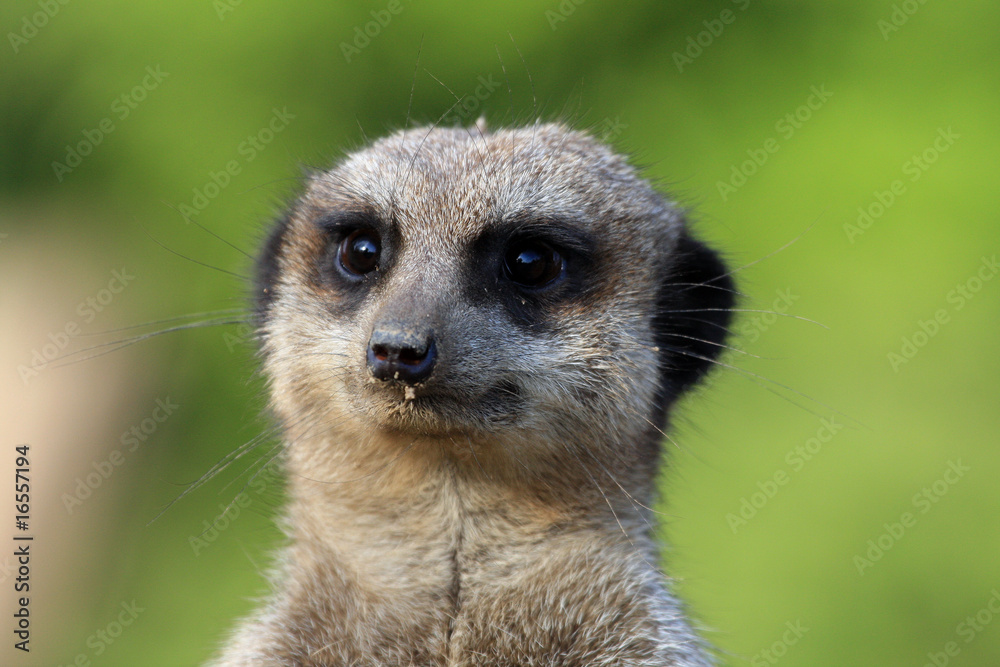 Erdmännchen Erdmännchen