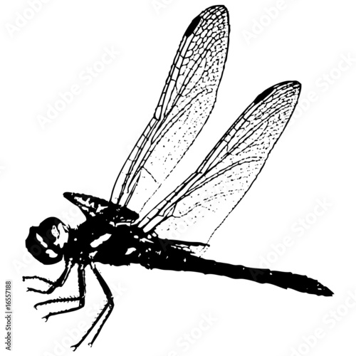 libellula