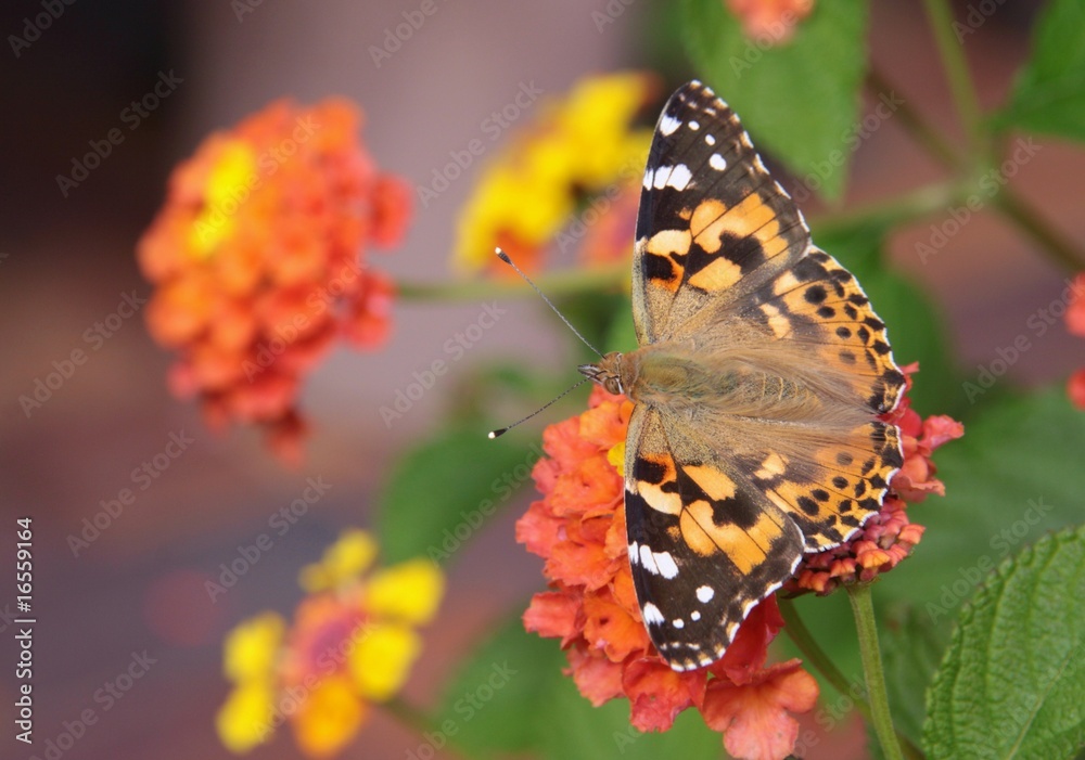 Schmetterling Schmetterling