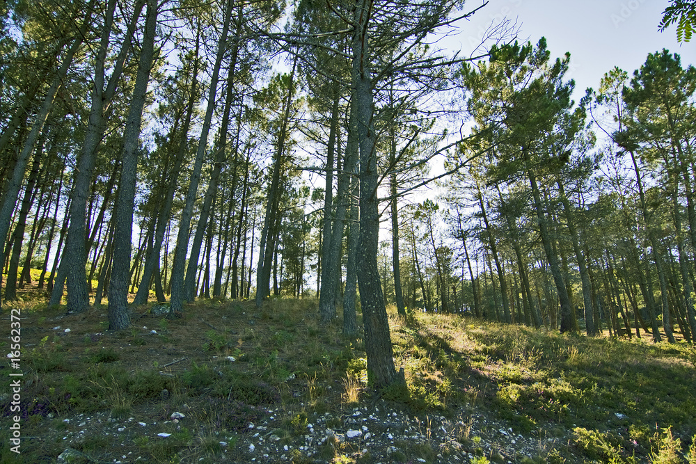 Obraz premium bosque de pinos