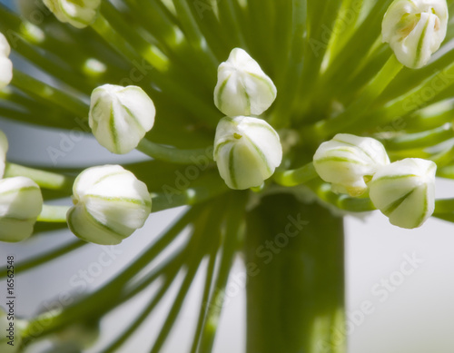 detalle de la planta