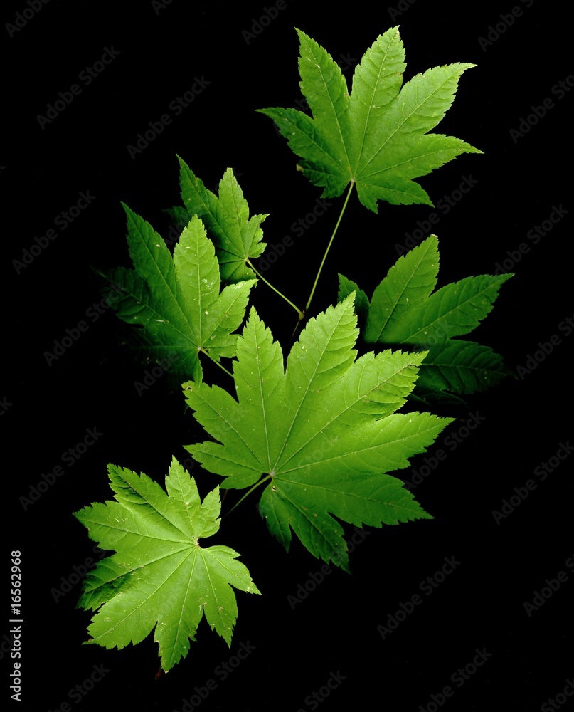 Maple Branch