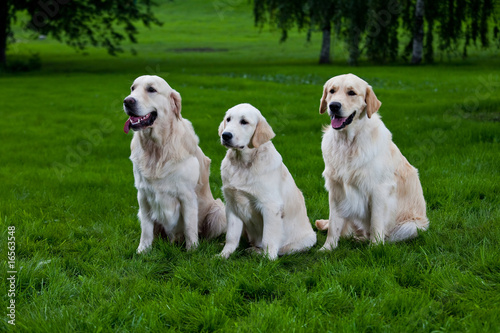 Three golden retriever on green grass