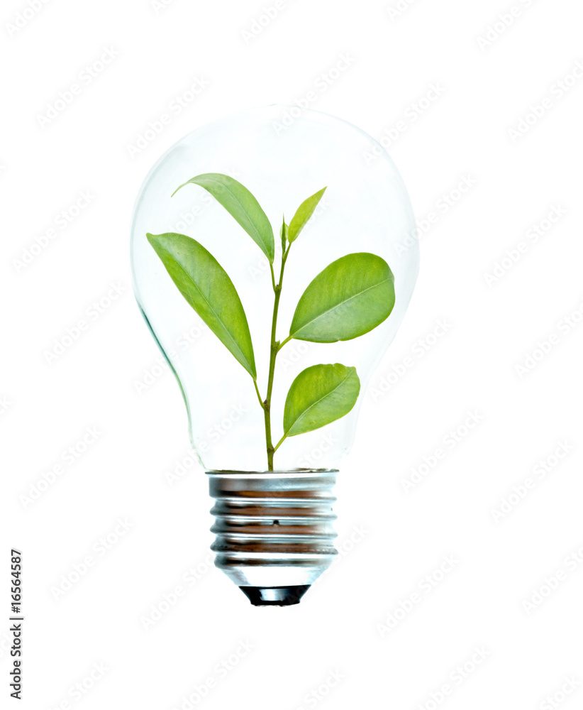 Incandescent light bulb with a tree shoot as the filament Incandescent light bulb with a tree shoot as the filament