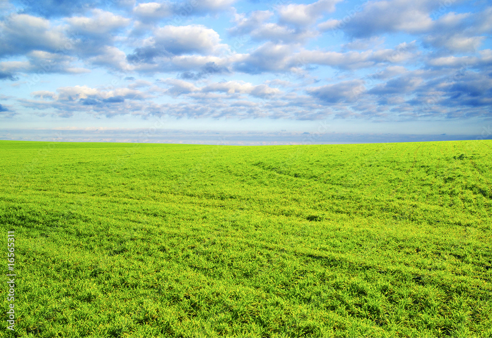 field field