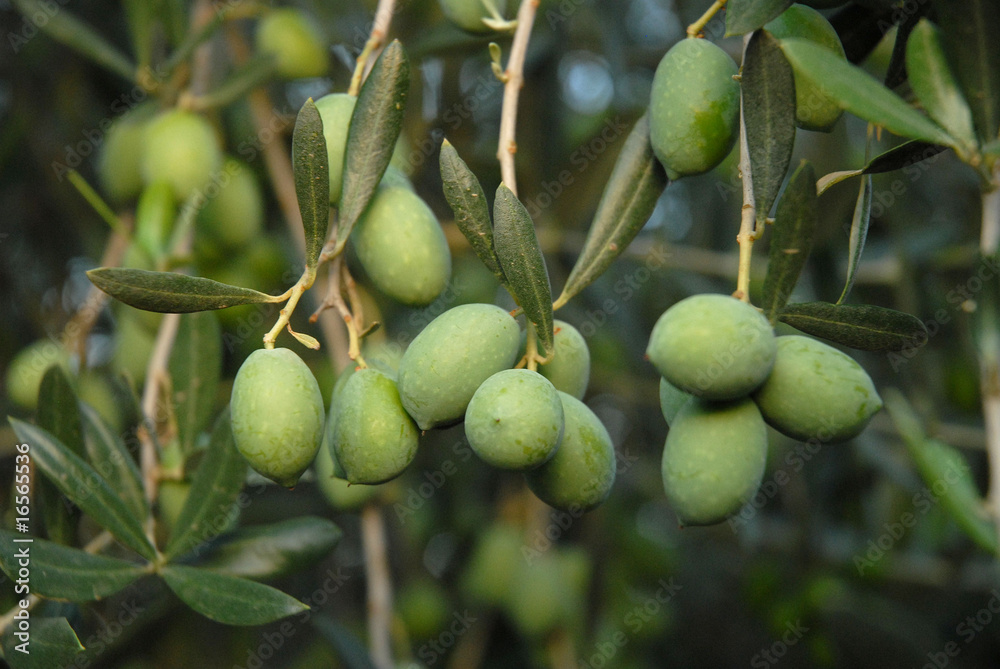 olive 3