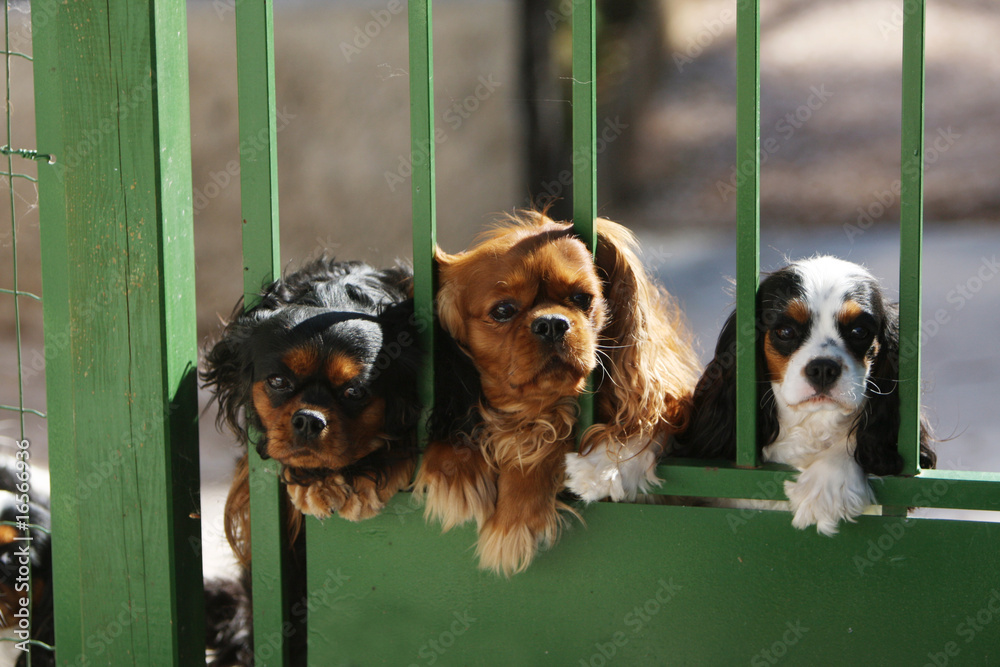 trois cavaliers king charles au portail montant la garde