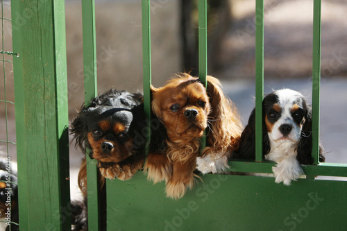 Obraz na płótnie trois cavaliers king charles au portail montant la garde w salonie