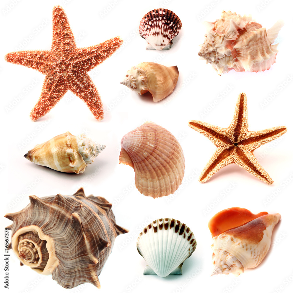 seashells and starfish set - obrazy, fototapety, plakaty 