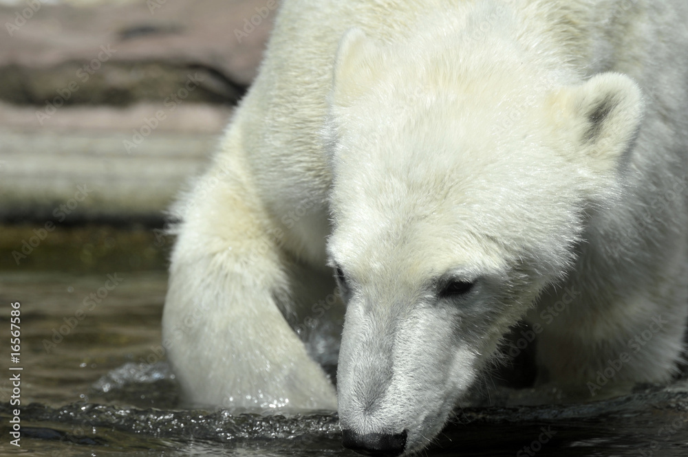 Fototapeta premium Eisbär
