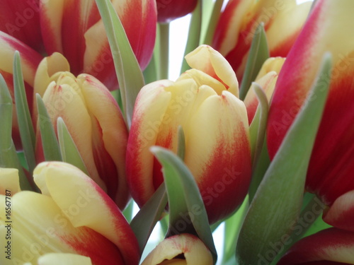 Tulips