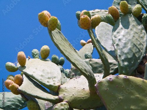 Cactus fig. Basilicata. photo