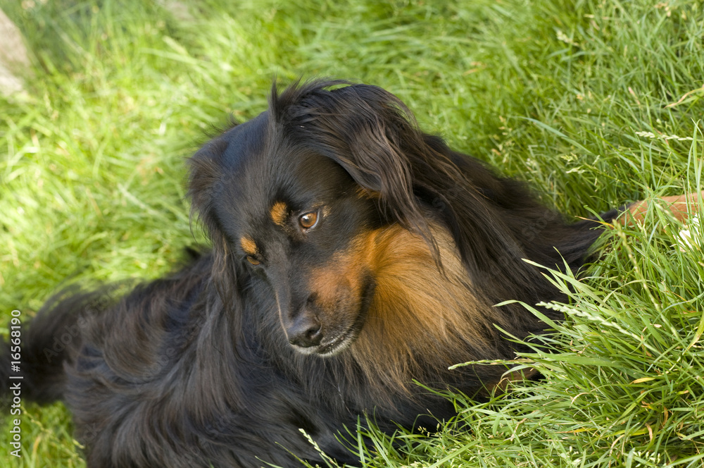 Naklejka premium dog