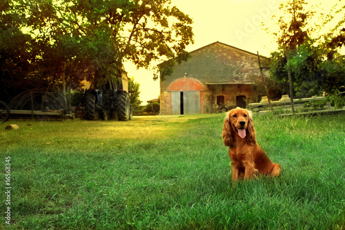 Fototapeta Naklejka Na Ścianę i Meble -  dog