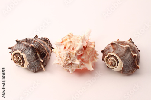 kings crown seashells