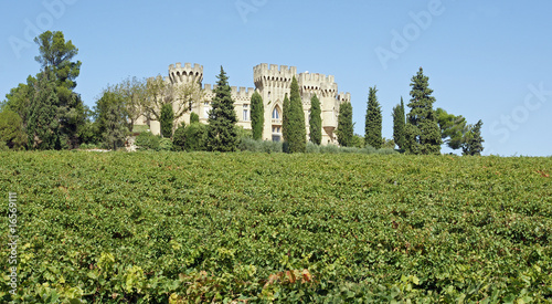 vignoble photo