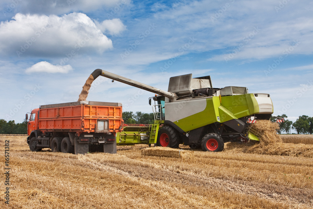 harvest, loading of wheat to the truck harvest, loading of wheat to the truck