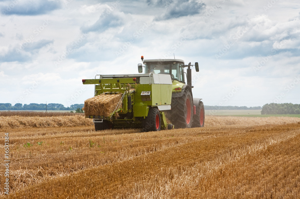 Fototapeta premium harvest