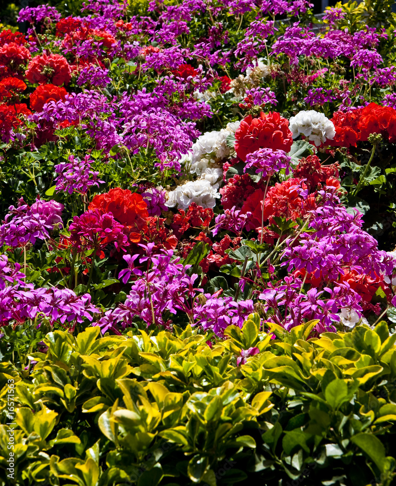 Fototapeta premium Purple Red and White Flowers