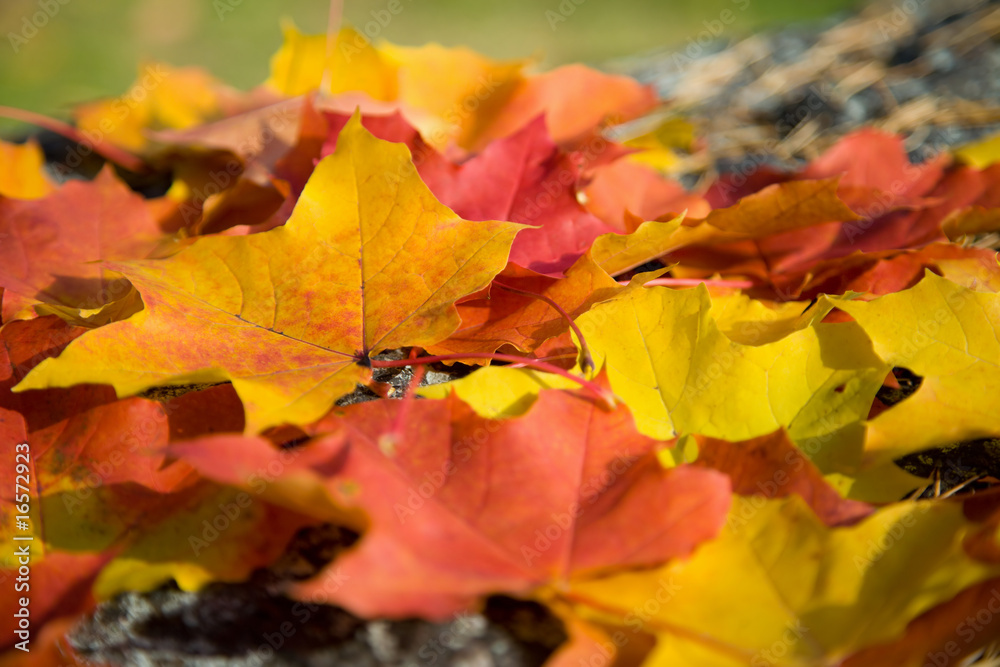 colorful maple leaves background