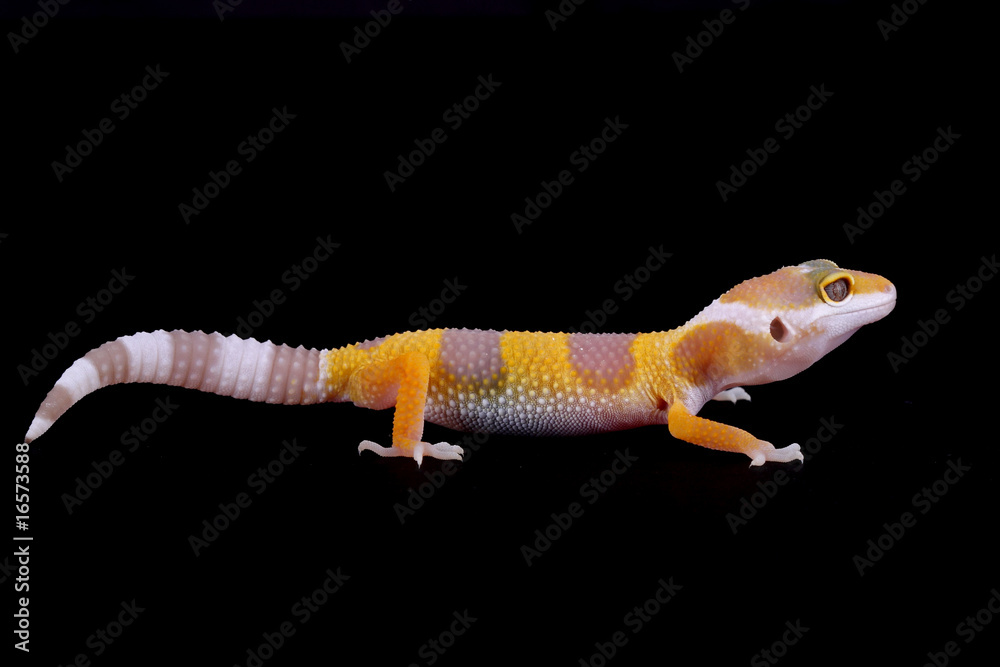 Obraz premium leopard gecko eublepharis macularius