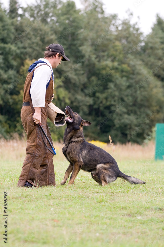 figurant and German shepherd at work figurant and German shepherd at work