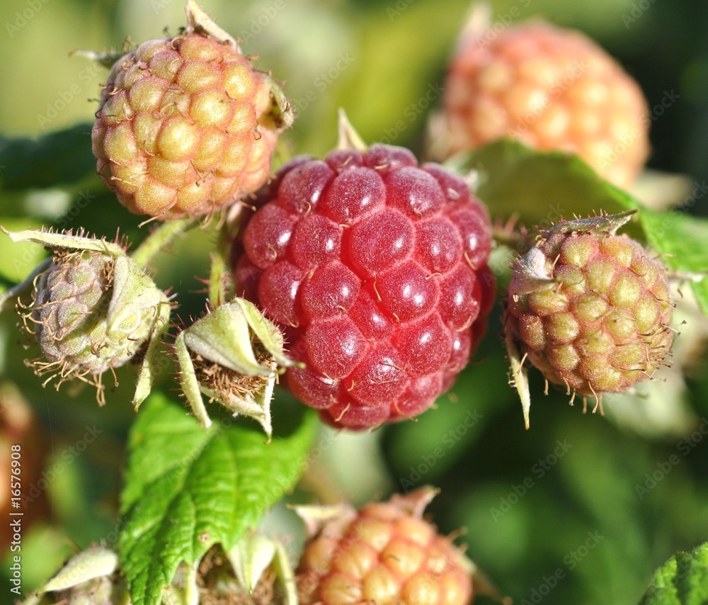 Himbeeren im Sommer Himbeeren im Sommer