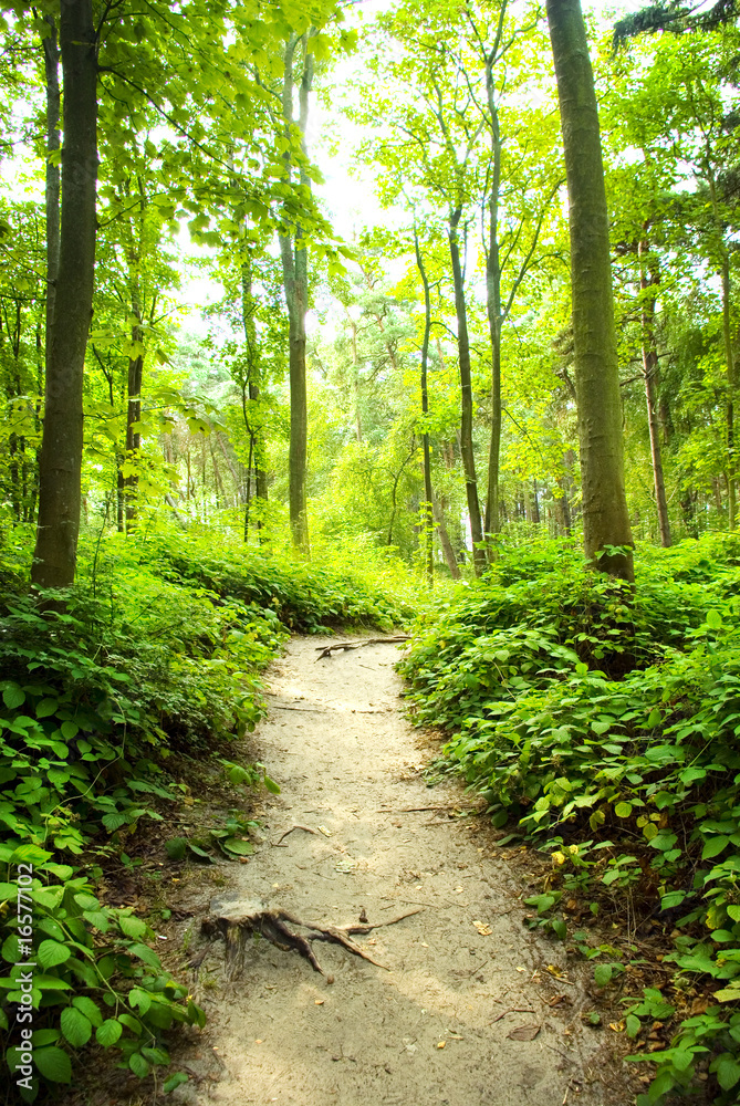 way in forest way in forest