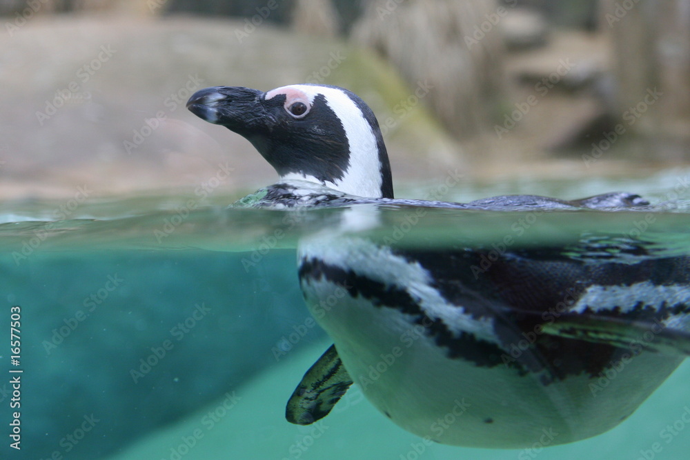 Fototapeta premium El Pingu